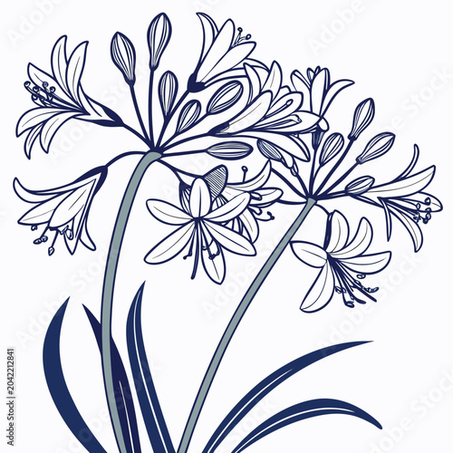 agapanthus vector