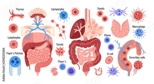 Canvastavla Set of human immune system organs and cells medical anatomy illustration