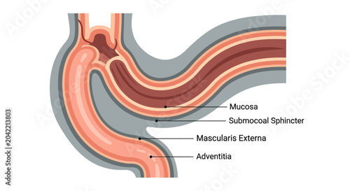 Bild auf Leinwand Diagram illustrating the layered structure of the stomach and esophagus