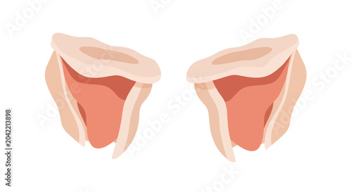 Fotografía Illustration of human vocal cords and larynx anatomy