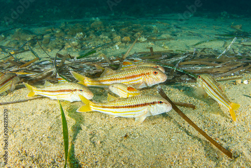 Photos Striped Red Mullet – Mullus surmuletus Over Sandy Seafloor