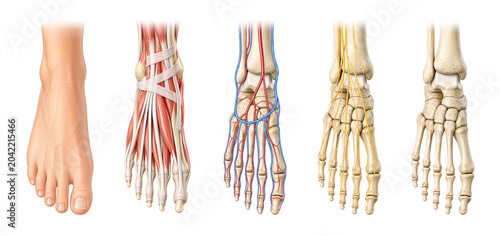Human foot anatomy layers with muscular vascular and skeletal systems
