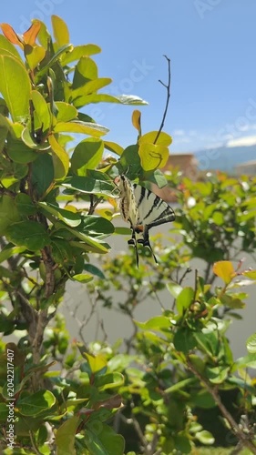 yellow butterfly on a branch