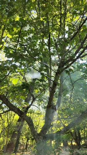 smoke in the forest