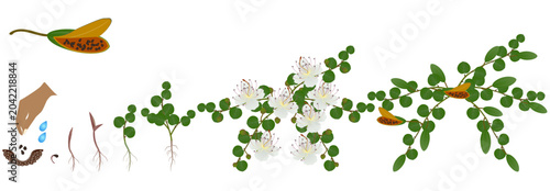 Cycle of growth of a caper plant isolated on a white background..eps