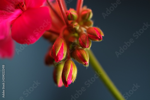 Close-up of young geranium flower buds preparing to bloom with vibrant pink petals.