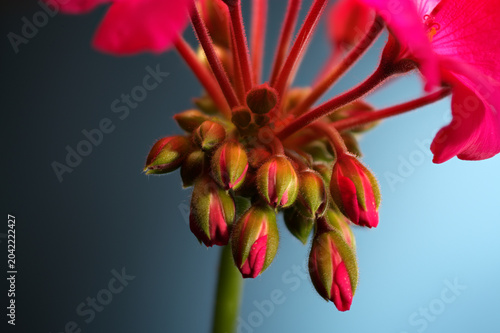 Close-up of young geranium flower buds preparing to bloom with vibrant pink petals.