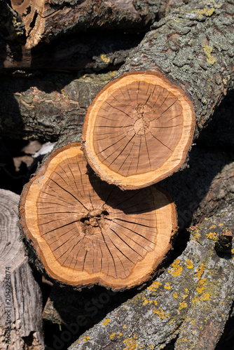 Firewood, woodpile, in the yard.