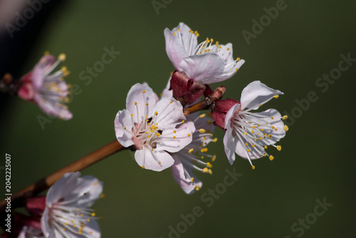 Spirea (Spiraea nipponica)