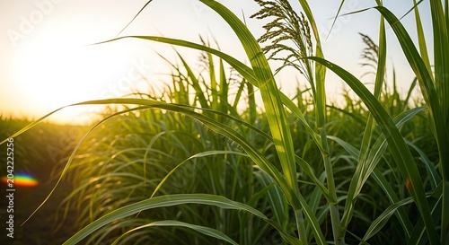 Tall green stalks of sugarcane reach towards a golden sunset