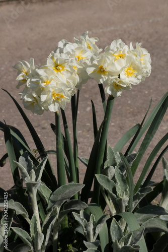 The Jonquilla daffodil (Narcissus jonquilla)