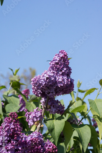May lilac (Syringa vulgaris)