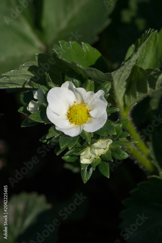 The strawberry (Fragaria).