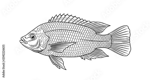 Fotografía Realistic Tilapia Fish Line Art Vector Freshwater Seafood Illustration on White