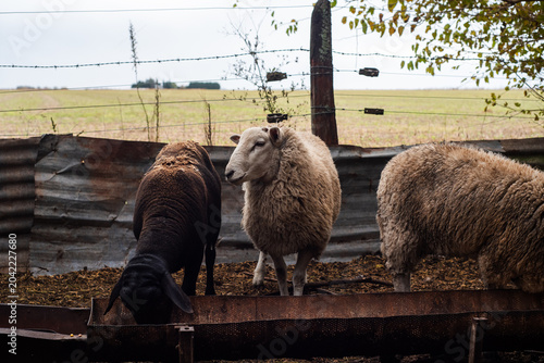 Canvas Print Black Santa Ines Sheep and Wool Ewes Eating Grain from a Metal Feeding Trough