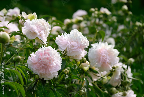 Beautiful light-pink peony flowers close up in garden, abstract floral natural background. romantic blossom nature image with gentle flowers. spring summer blossoming season. template for design