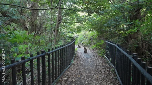 POV: Wild monkeys attack walker on Japanese forest path