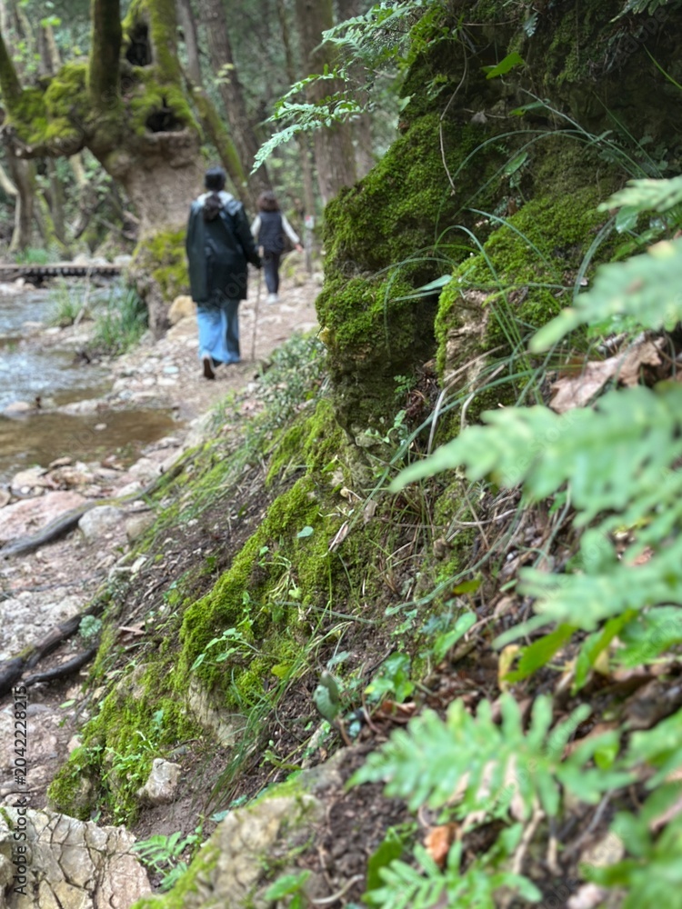 Fototapeta premium People walk along a stream in a forest during the day, surrounded by moss and greenery on a sunny afternoon