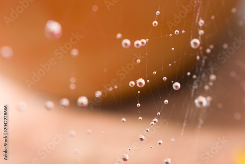 Tableau sur toile Gotas de agua adheridas a tela de araña