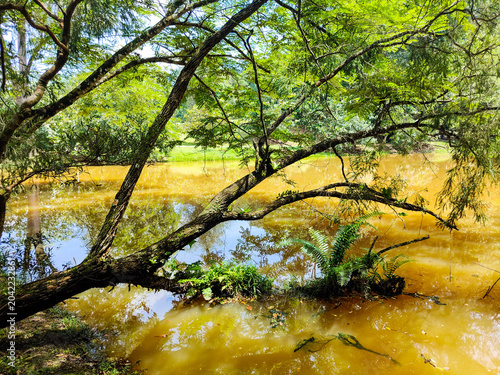 Canvas Print Fallen Rainforest Tree on Muddy Lake in Kepong Botanic Gardens,  Kuala Lumpur