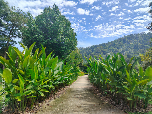 Photography . Tropical Garden Walkway Framed by Green Foliage and Forest Hills in the at Kep