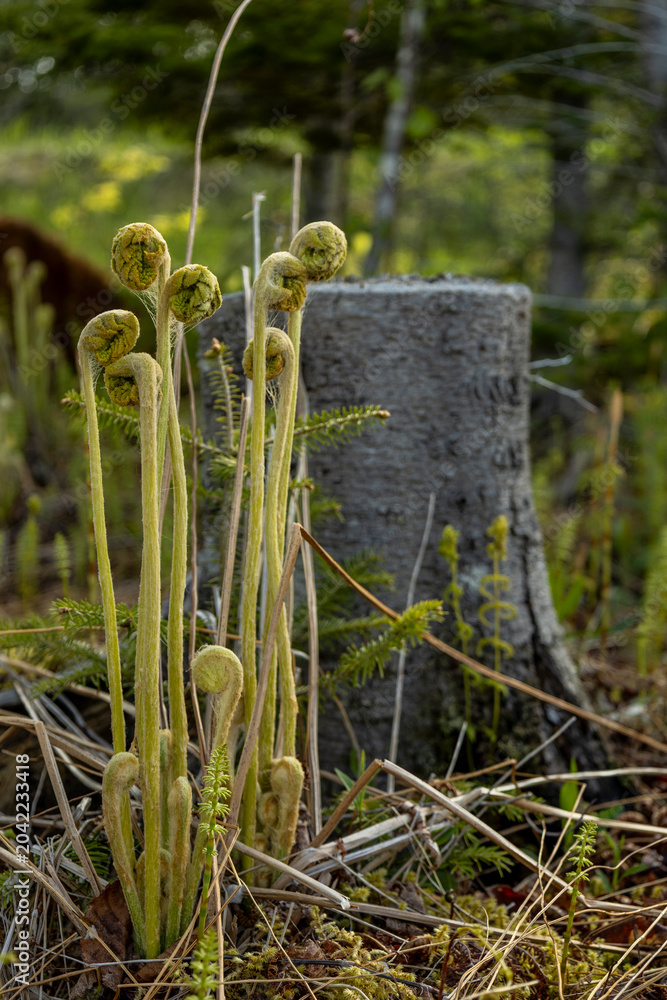 Fototapeta premium Vertical Fiddleheads by Forest Stump