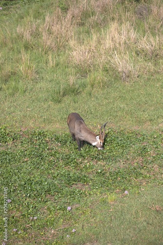 Tableau sur toile Waterbuck (Kobus ellipsiprymnus) male grazing on green riverine grassland, Murchison Falls National Park, Uganda, April 2026