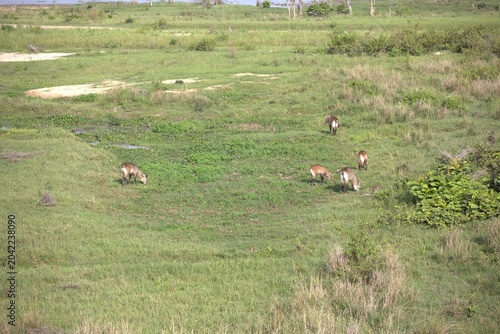 Foto Waterbuck (Kobus ellipsiprymnus) in grassland vegetation, Murchison Falls National Park, Uganda, April 2026