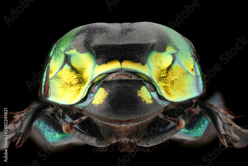 Portrait of Dung beetle (Sulcophanaeus imperator) on black background