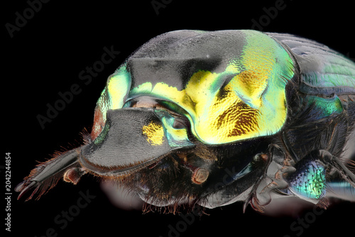 Portrait of Dung beetle (Sulcophanaeus imperator) on black background