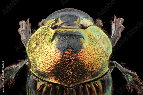 Female of scarab beetle (Phanaeus mexicanus) isolated on black