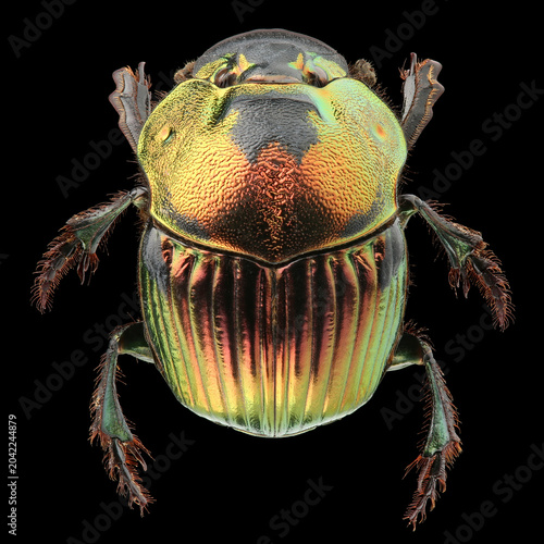 Female of scarab beetle (Phanaeus mexicanus) isolated on black