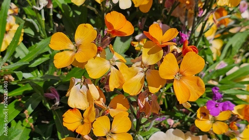 Erysimum cheiri, Cheiranthus cheiri, the wallflower, is species of flowering plant in the family Brassicaceae (Cruciferae), native to Greece, but widespread as an introduced species elsewhere.   