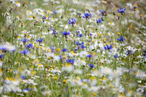 Close-up of bright blue cornflowers and white camomiles blooming in the field. wild flower meadow