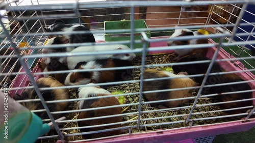 Numerous colorful guinea pigs crowding together inside a wire cage at a pet store, some eating fresh lettuce while another drinks water from a dispenser attached to the enclosure's bars
