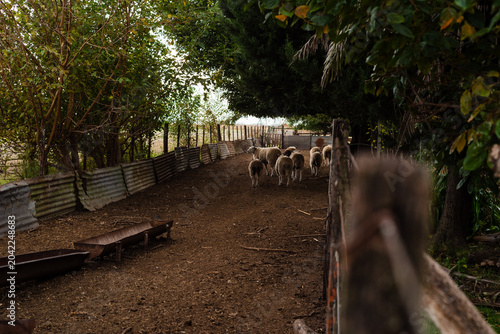 Schilderij op canvas Small Flock of Texel Sheep Walking Away inside a Rustic Farm Corral Lane