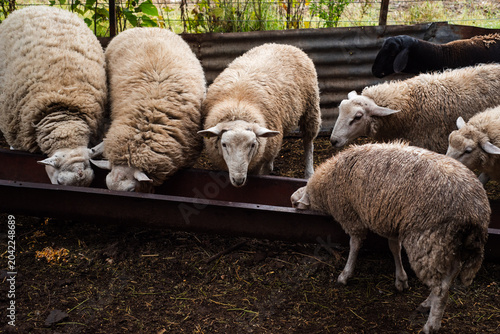 Canvas-taulu Texel Sheep Eating Corn Grain Feed from a Metal Trough in a Farm Corral