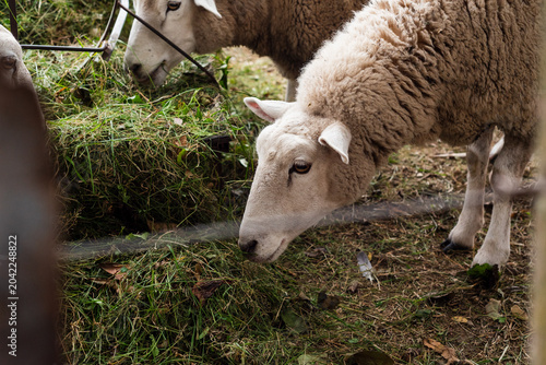 Photography Flock of Texel Sheep Eating Green Forage Hay from a Long Metal Trough