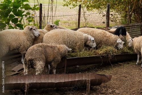 Фотография Flock of Texel Sheep Eating Green Forage Hay from a Long Metal Trough