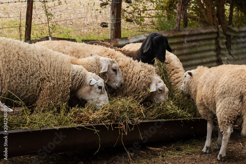 Schilderij op canvas Flock of Texel Sheep Eating Green Forage Hay from a Long Metal Trough