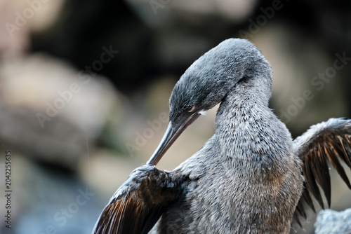 фотографія Flightless cormorant spreads its wings in the Galápagos and preens its wings