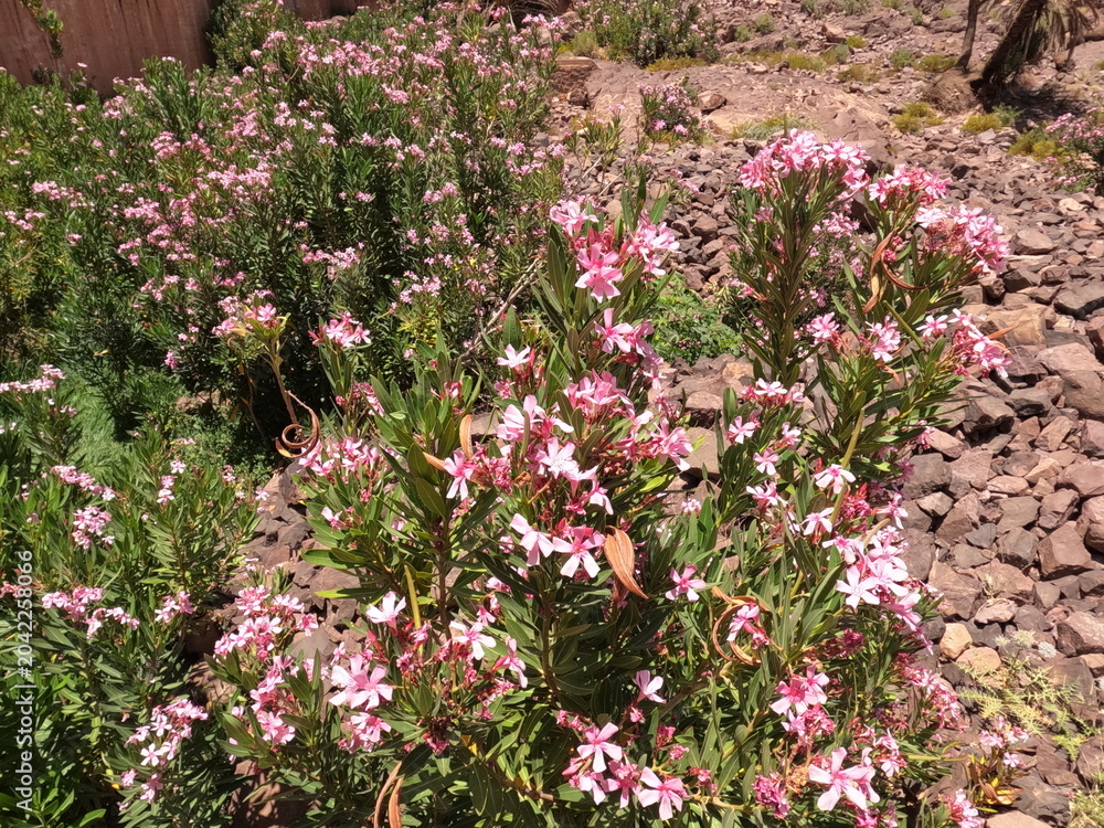 Obraz premium Pink Nerium Oleander Flowers Outdoors, Pink Oleander Flowers in Bloom
