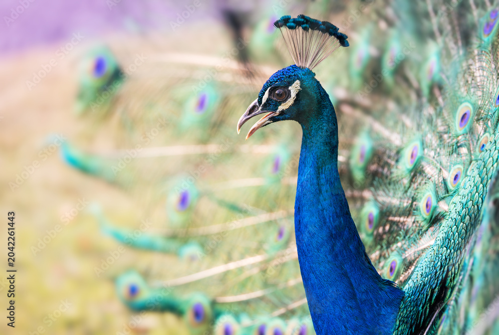 Obraz premium Peacock bird with fanned open tail, colorful peacock feathers eyes pattern