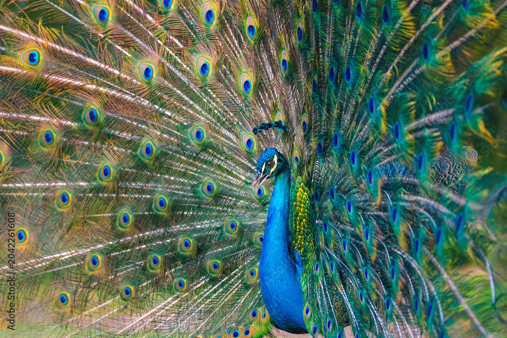 Obraz premium Peacock bird with fanned open tail, colorful peacock feathers eyes pattern