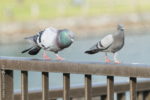 求愛するカワラバト　喉を膨らませる野鳥