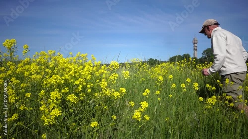 Stockholm, Sweden A man walks among wildflowers in summer on the Gardet field and the Kaknas Tower. 