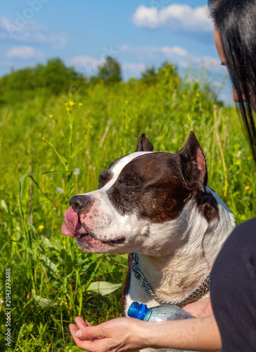 Happy Staffordshire Terrier dog standing outdoors in green grass near owner on a sunny day. domestic animal care