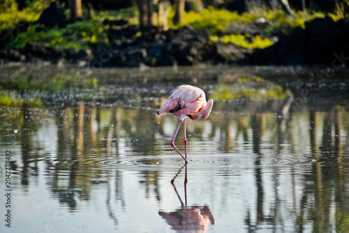 Pink Flamingo in Water on Galapagos Island Floreana