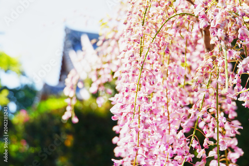 Tableau sur toile 日本の古刹で優雅に咲き誇る薄紫色の藤の花