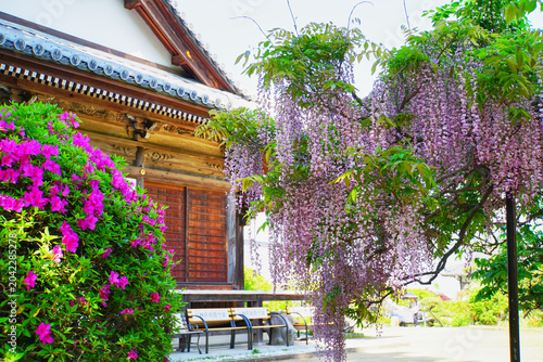 Photos 日本の伝統建築と色鮮やかな藤の花とつつじ